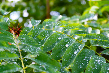 Green acacia leaves covered with raindrops in the early morning.