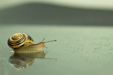 Garden snail crawling on a wet surface, close-up