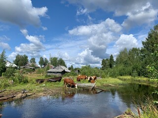 cows on the river  Russian Village Maslozero, Karelia, Russia