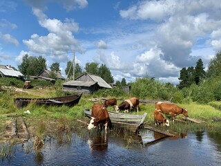cows on the river Russian Village Maslozero, Karelia, Russia