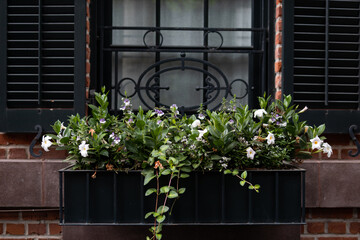 Window Sill Planter Box with Plants and Flowers on an Old Brick Home with Shutters in New York City