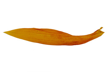 Dry brown dendrobium orchid leaves, isolated on white background with clipping path