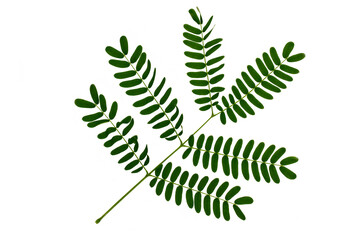 Top view of green river tamarind leaves with 6 main leaf frames, isolated on white background with clipping path