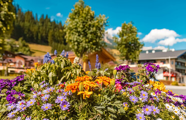 Beautiful alpine flowers on a sunny day in summer at Filzmoos, Salzburg, Austria