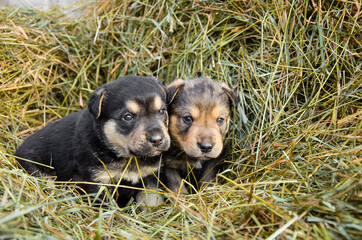 two abandoned puppies sit in a haystack. lonely puppies. puppies looking for a home. tramps.