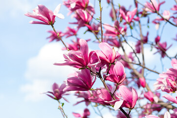 Beautiful pink Magnolia flowers on a tree. Blooming Magnolia. Spring season concept.