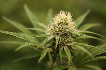 photograph of cannabis