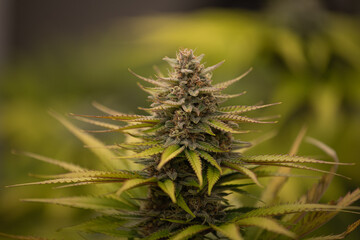 photograph of cannabis