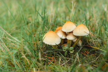 mushroom in the grass