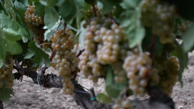 Detail of the Macabeo grape variety on the vine.