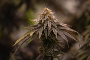 photograph of cannabis - 458301693