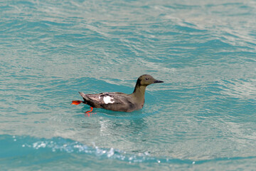 Black guillemot, Cepphus grylle - arctic bird at natural habitat in Franz Jozef Land archipelago.