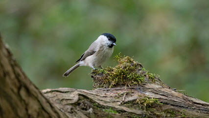 bird, natur, wild lebende tiere, tier, ast, wild, kohlmeise, gering