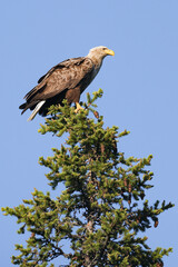 white-tailed eagle