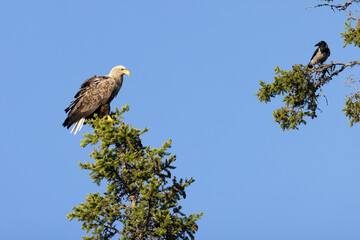 white-tailed eagle