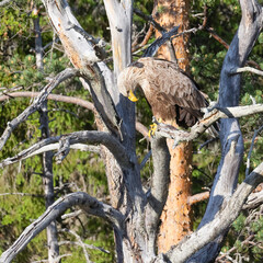 white-tailed eagle