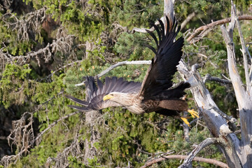 white-tailed eagle