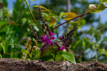 A natureza tomando o seu lugar! 
