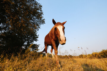 Sorrel mare walking close up in autumn Texas pasture with blaze on face.