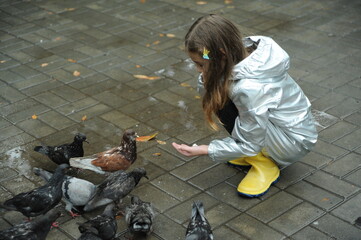 Little cute girl feeds pigeons outdoors.