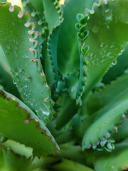 beautiful green leaves of the decorative plants that bloom in a group. a decorative plant that can beautify your home garden.