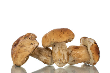 Several forest porcini mushrooms, close-up, isolated on white.