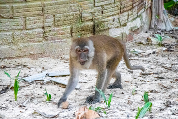 Macaque monkey in tropical jungle forest nature Koh Phayam Thailand.