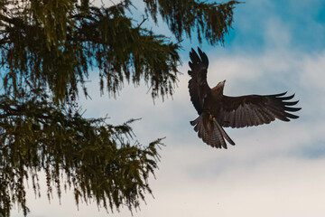 Black Milan in flight on a sunny summer day