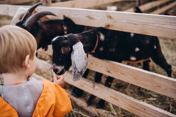 children feed the goats on the farm. contact zoo