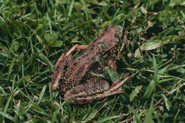 
toad in the grass