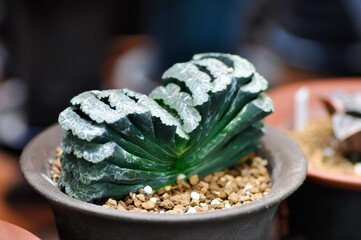 Haworthia ,Haworthia truncata or cactus