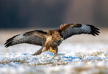 Common buzzard (Buteo buteo) during winter
