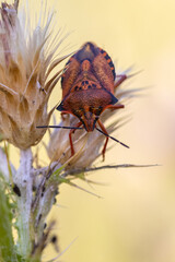 Shield bug in its natural environment.