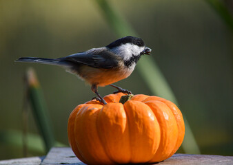 Mésange a tête noir sur une citrouille 