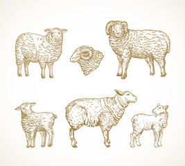 Naklejka premium Hand Drawn Domestic Animals Vector Illustrations Set. Sheep, Ram and Lambs Sketches Collection. Engraving Style Drawings. Isolated