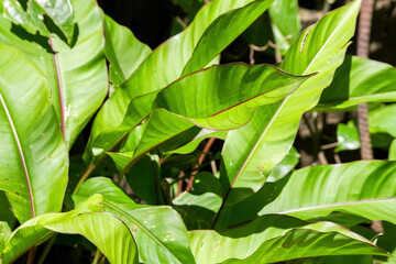 leaves in the garden