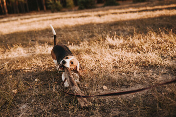beagle dog on the ground
