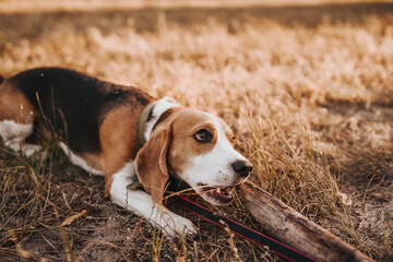 beagle in the grass