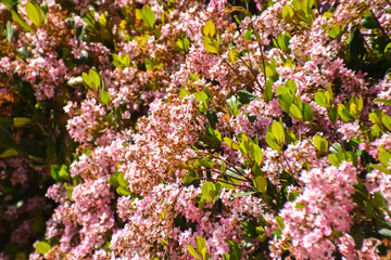 pink and white flowers