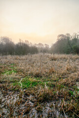 Damp Foggy Morning at Rural Irish Meadow