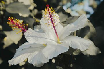red and white flower