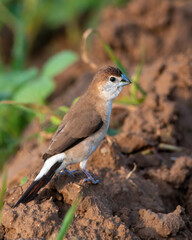 Indian Silverbill on the ground at Shokaliya, Rajasthan, India