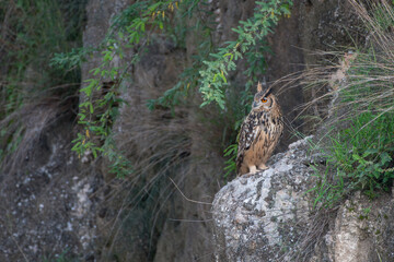 Indian Eagle-owl in a ravine in Shokaliya, Rajasthan, India