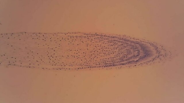 Microscope Mitosis Onion Root Tip Longitudinal Section x1200