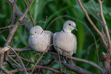 A pair of Eurasian Collared Doves photographed at Shokaliya, Rajasthan, India