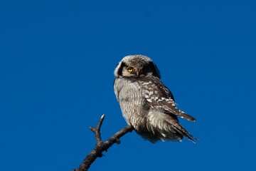 Northern Hawk Owl in Swedish Lappland