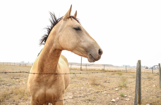 Tan colored horse, in a field surrounded by wildfire smoke. Alberta Prairies, summer of 2021.