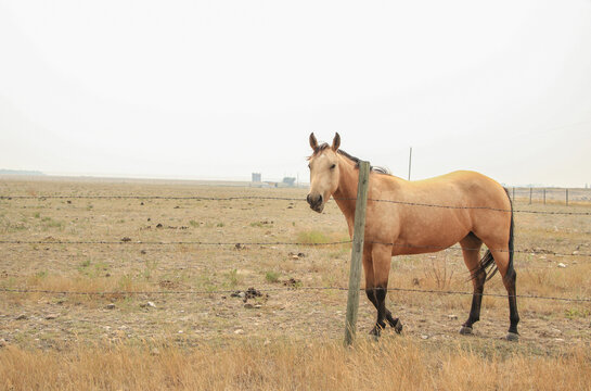 Tan colored horse, in a field surrounded by wildfire smoke. Alberta Prairies, summer of 2021.