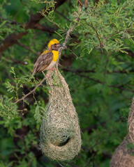 Baya weaver building its nest at Shokaliya, Rajasthan, India