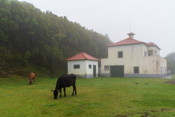 Madeira auf der Hochebene